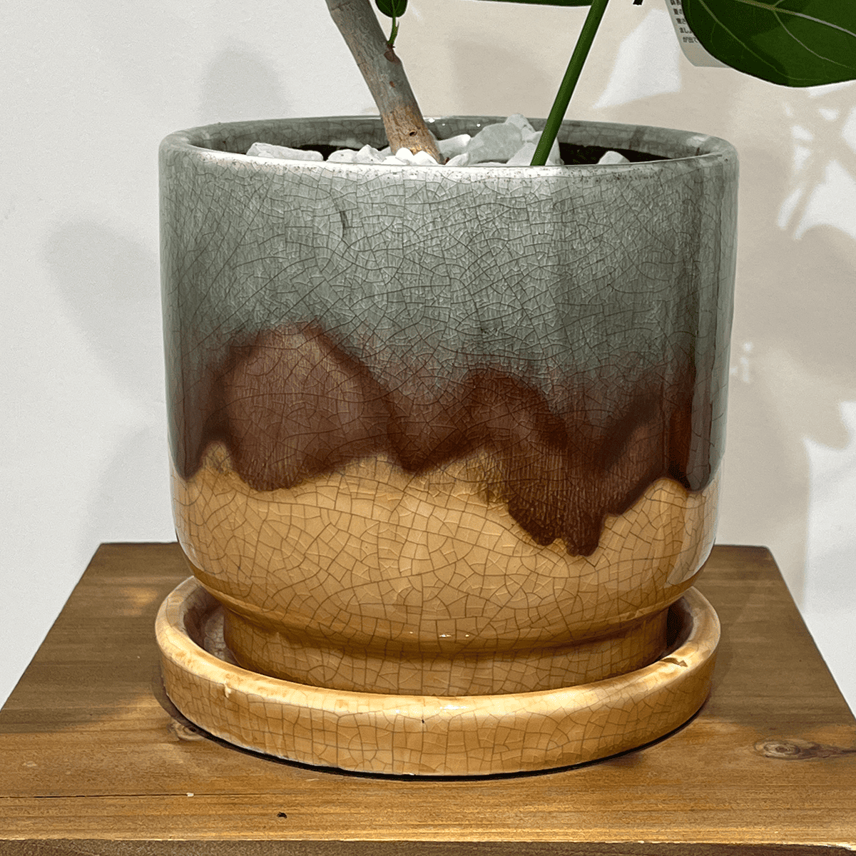 【フィカス ベンガレンシス 曲げ仕立て】観葉植物 (陶器鉢付き)