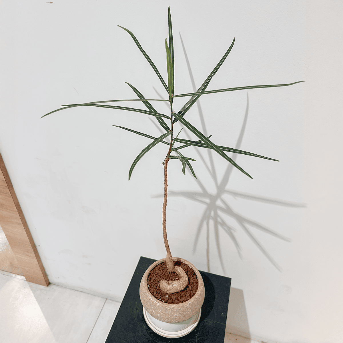 ボトルツリー】陶器鉢付き｜観葉植物 – hanna