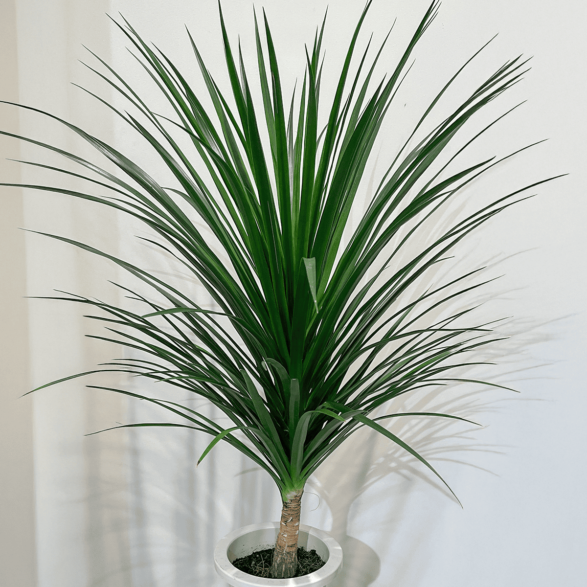 ドラセナ カンボジアーナ】中型｜観葉植物の通販サイト – hanna