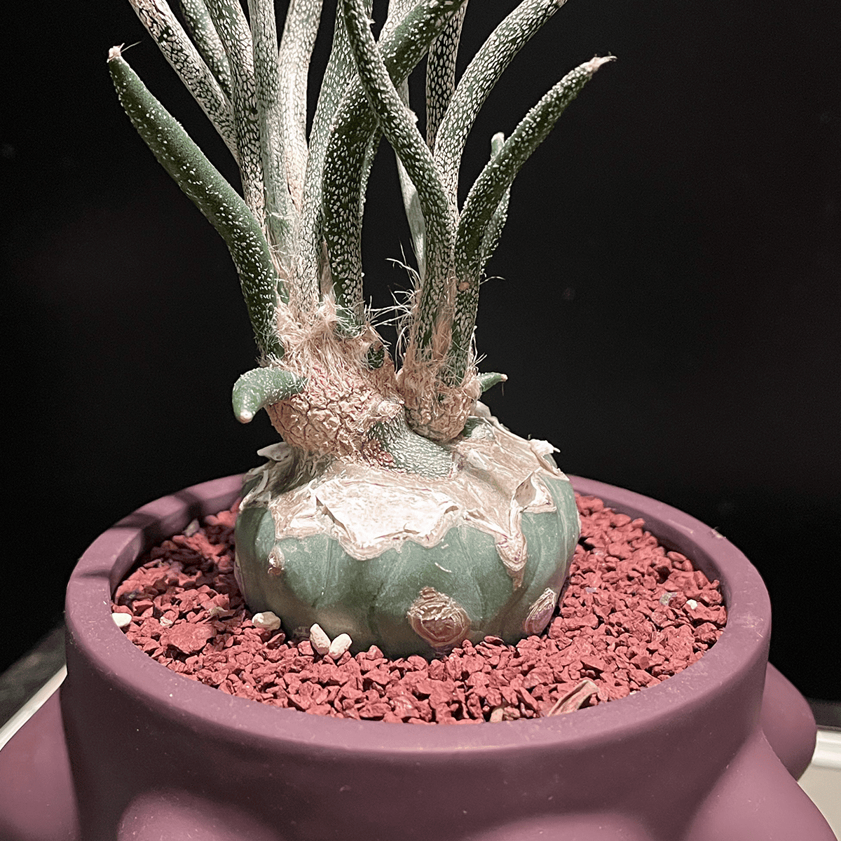 【アストロフィツム・カプトメデューサ】観葉植物(陶器製鉢付き)