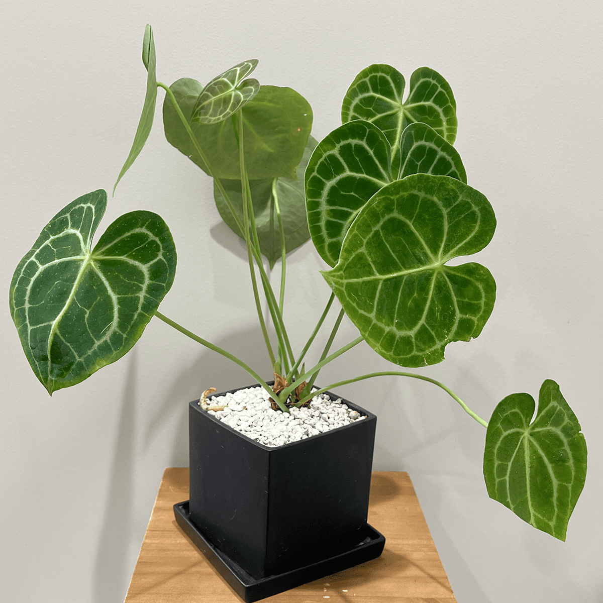 アンスリウム クラリネルビウム】観葉植物 (陶器鉢付き) – hanna