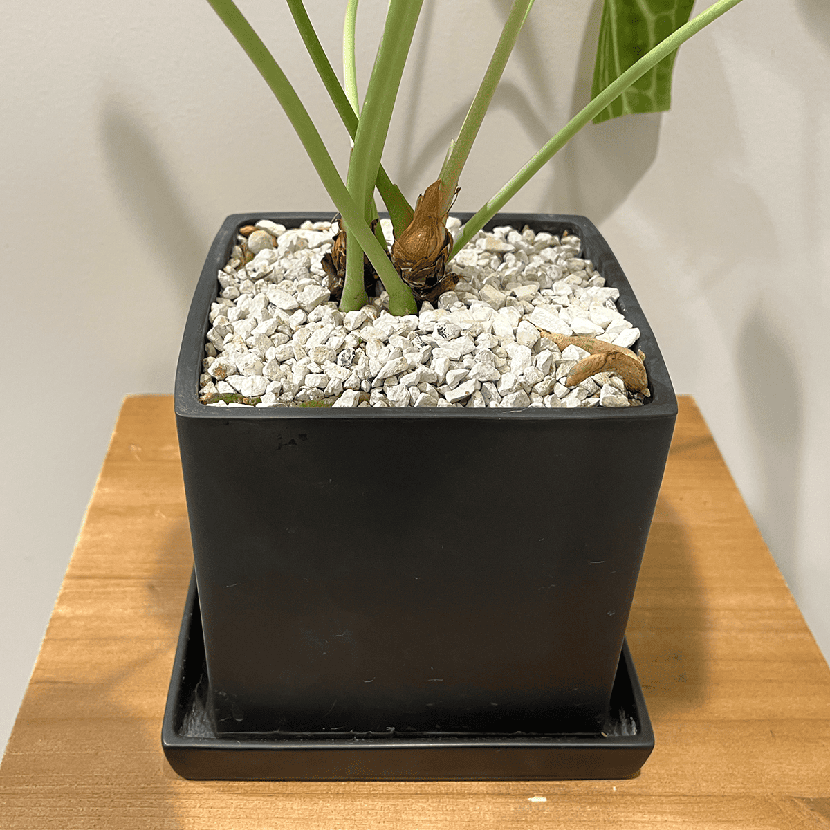 【アンスリウム クラリネルビウム】観葉植物 (陶器鉢付き)