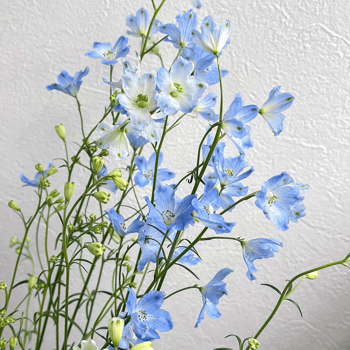 【バイヤーのオススメ】WEB限定|デルフィニウムの切花 (水色)