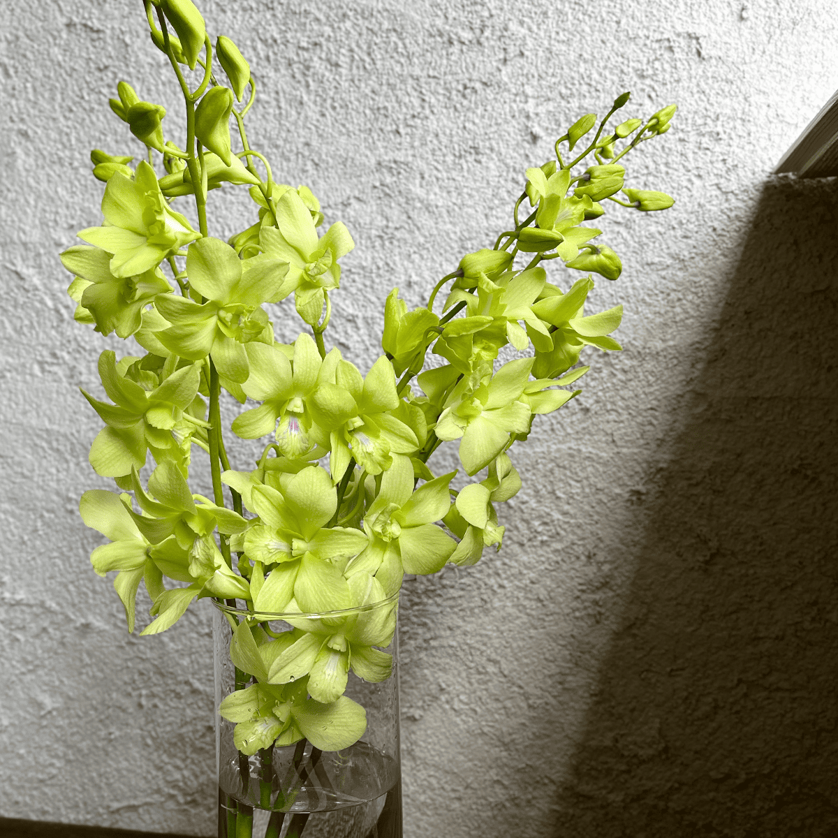 WEB EXCLUSIVE | Buyer's Whimsical Sale! Gerbera Bouquet (30 stems)