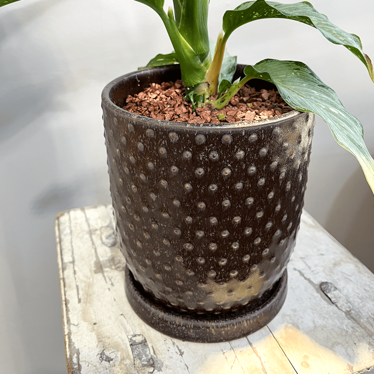 【ディフェンバキア ティキ】観葉植物 (陶器鉢付き)