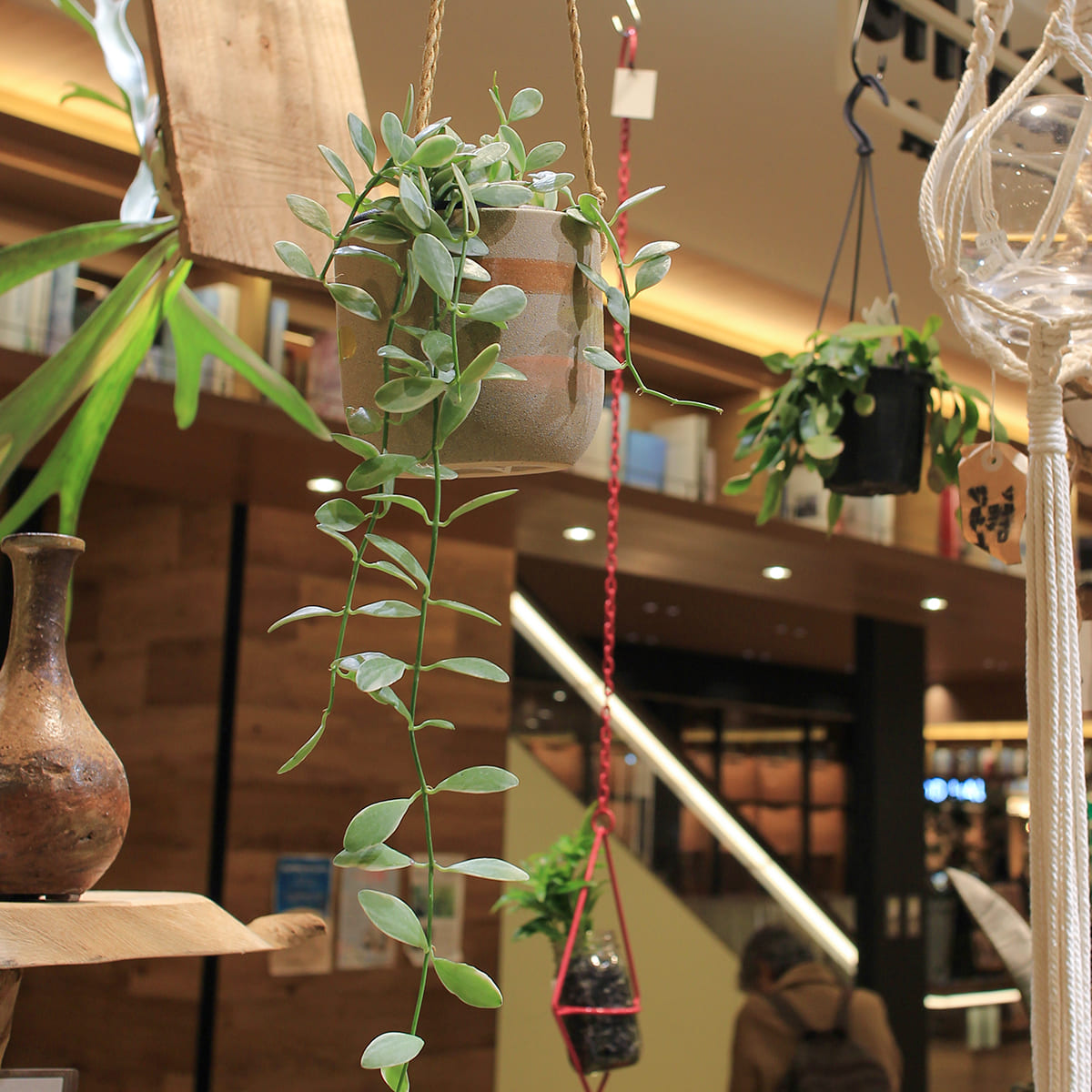 【ディスキディア エメラルド】観葉植物(吊り鉢付き)
