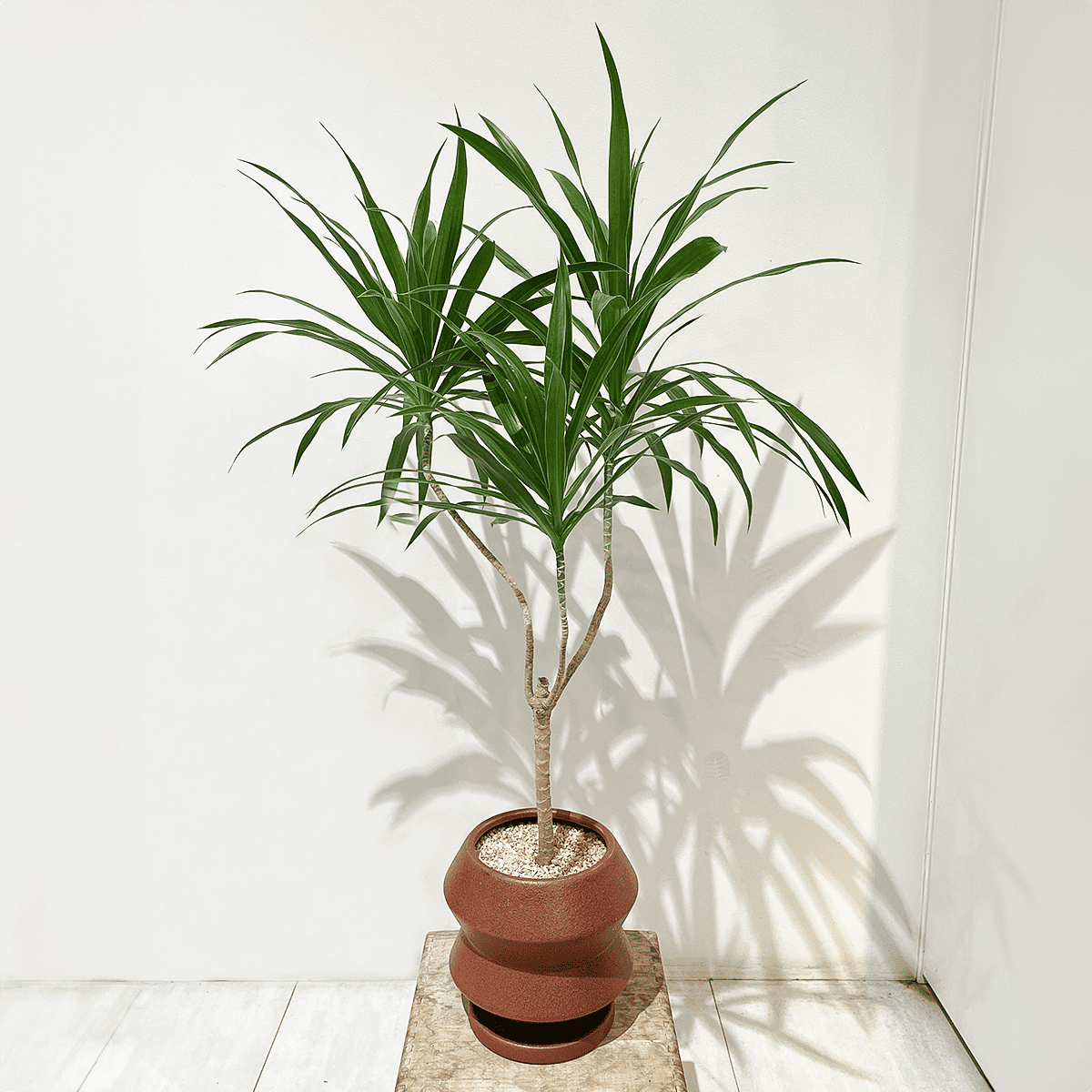ドラセナ・ナビー】3本仕立て｜中型｜観葉植物 (陶器鉢付) – hanna