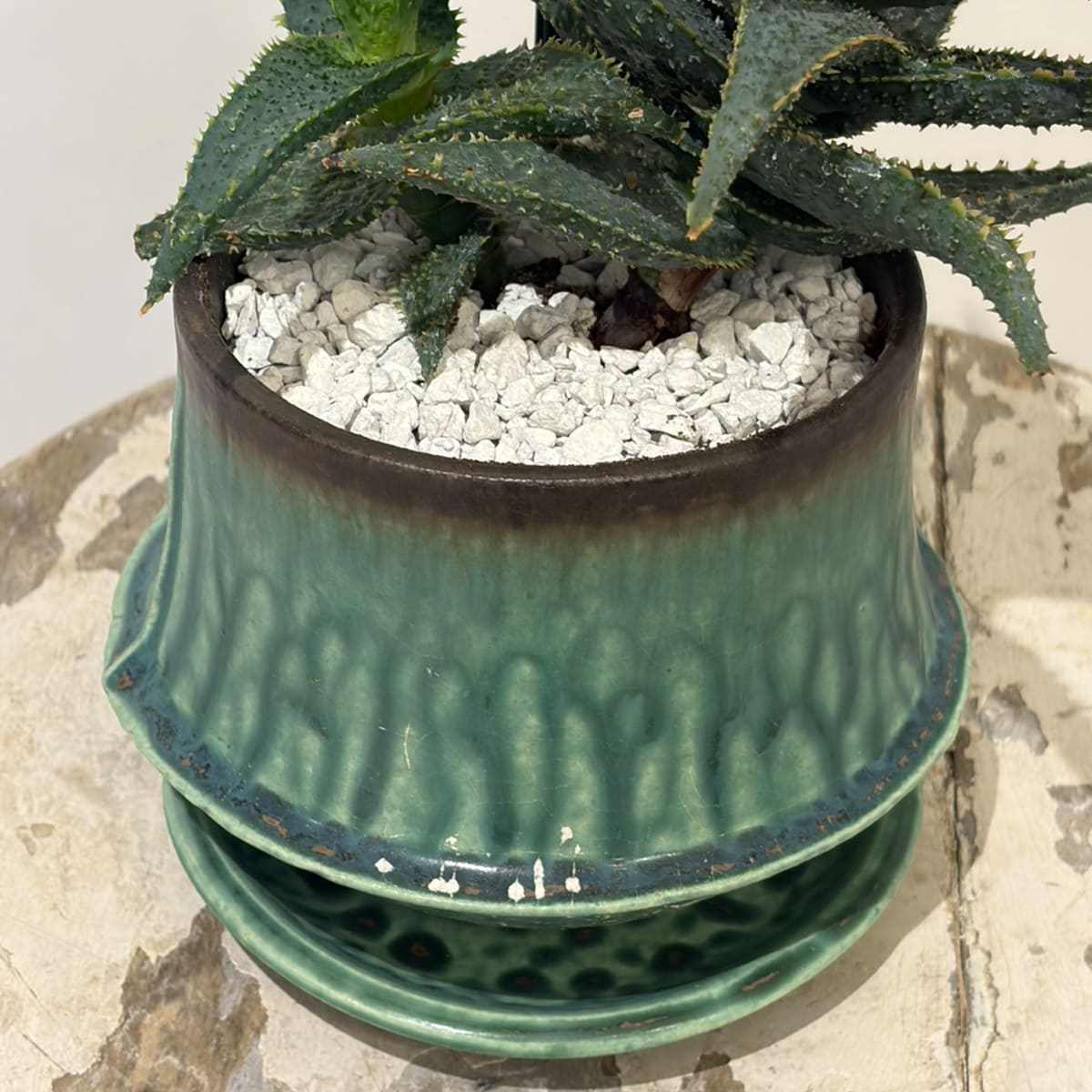 【スターアロエ クラカトア】陶器鉢付き|観葉植物
