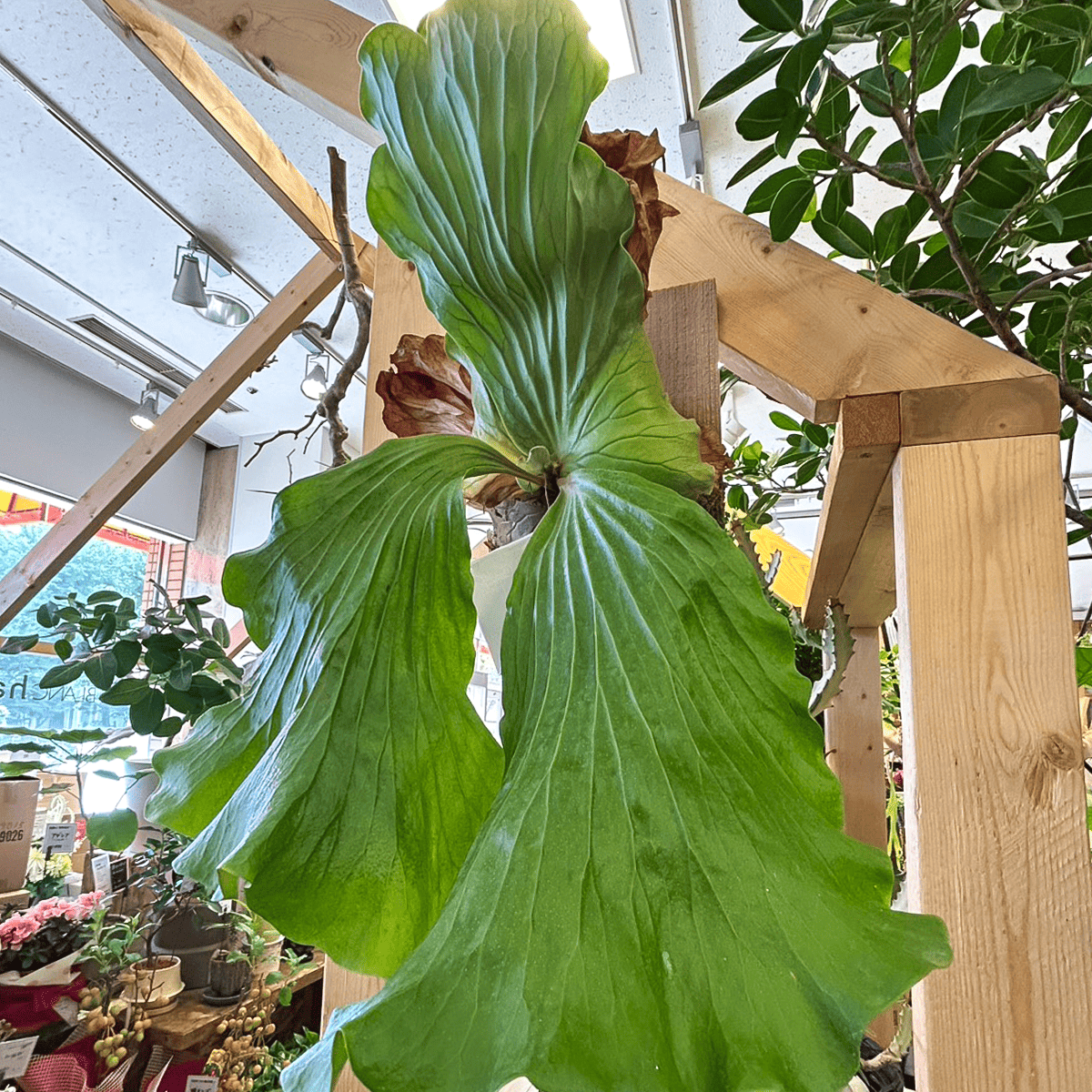 【ビカクシダ(コウモリラン)】エレファントティス 特大サイズ 板付け|観葉植物