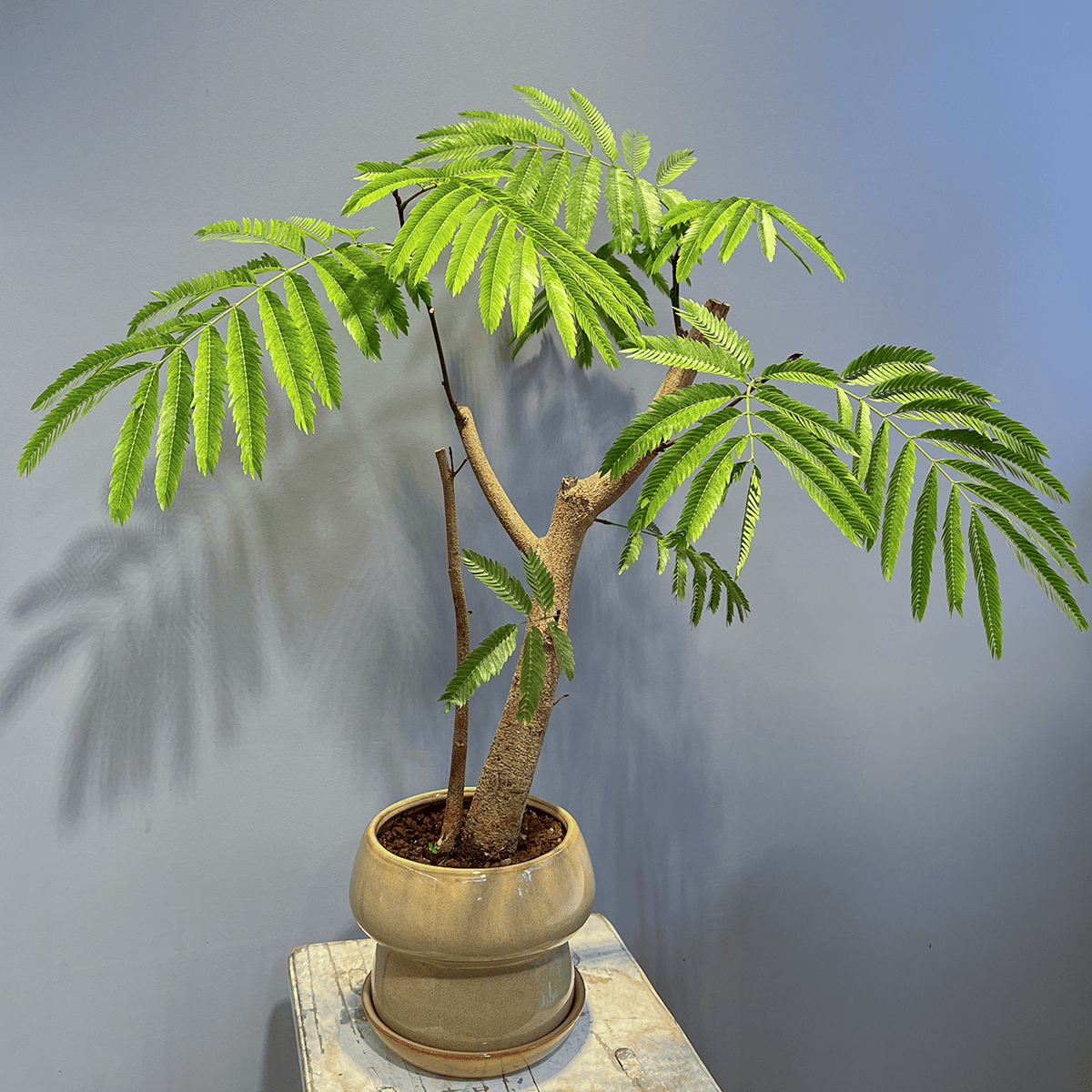 【鉢付き】エバーフレッシュ, 観葉植物 幹太 エバーフレッシュ 7号 陶器鉢 盆栽 サスティー付き Ever fresh