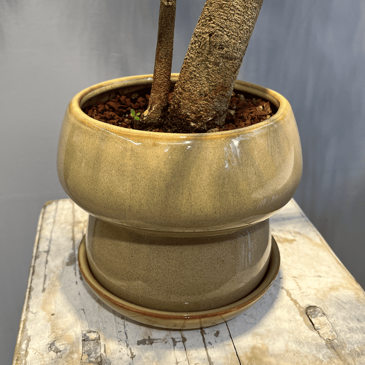 【エバーフレッシュ】観葉植物(陶器鉢付き)