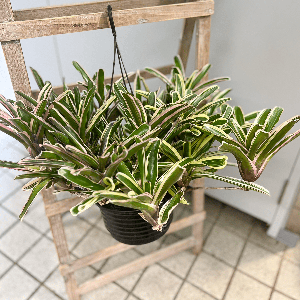 Neoregelia Fireball Hanging Pot | Houseplant – hanna