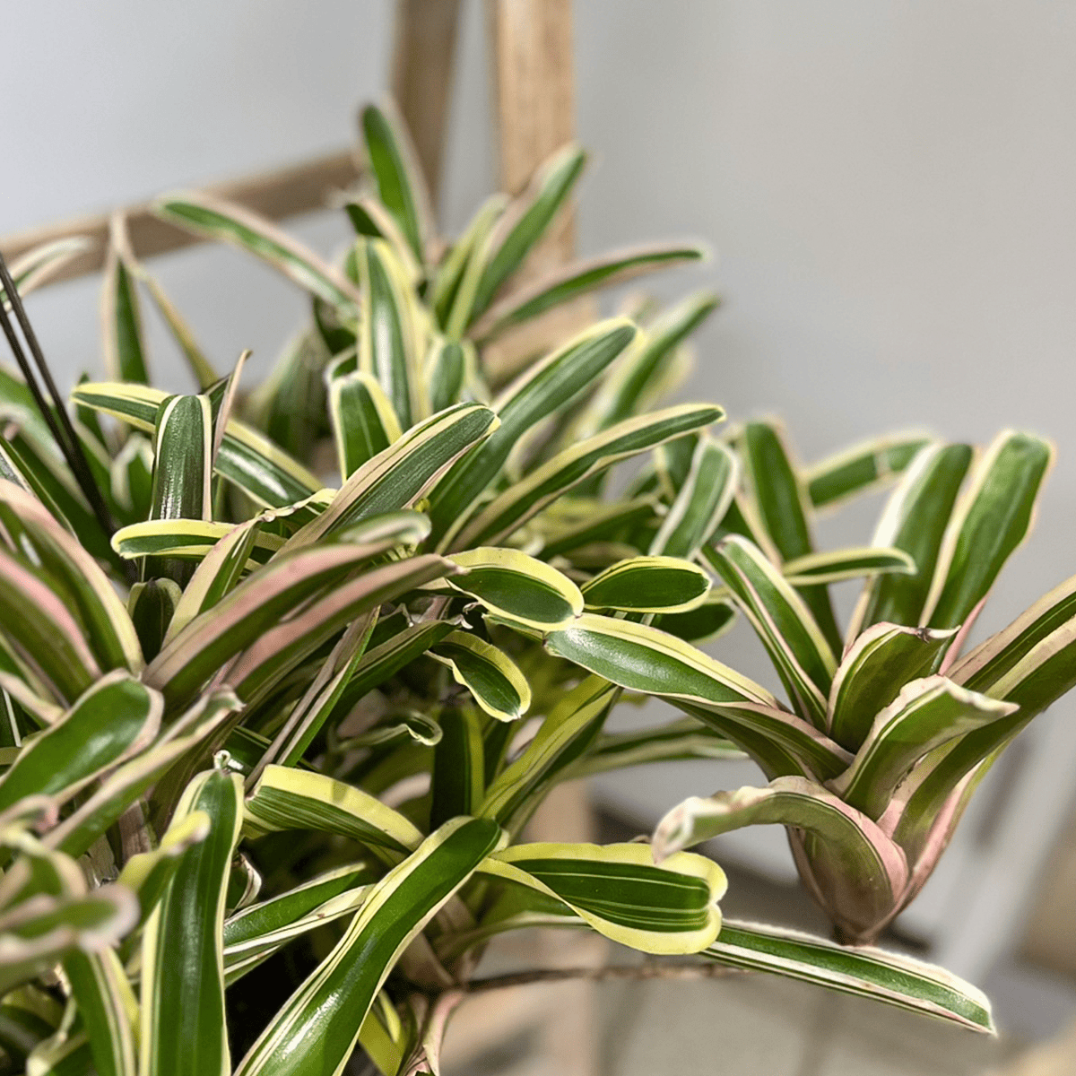 ネオレゲリア・ファイヤーボールのアップ写真