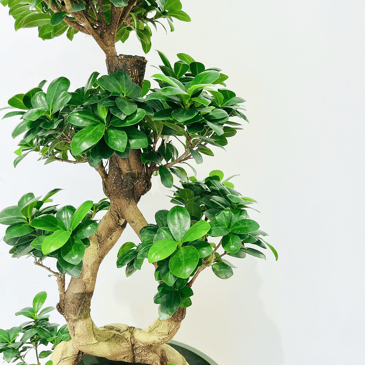 【ガジュマル】曲木仕立て|観葉植物