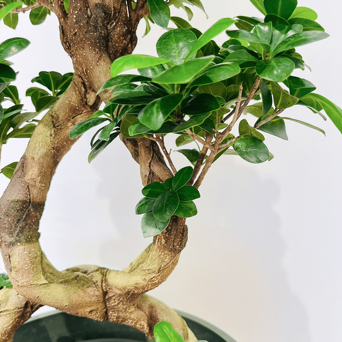【ガジュマル】曲木仕立て|観葉植物