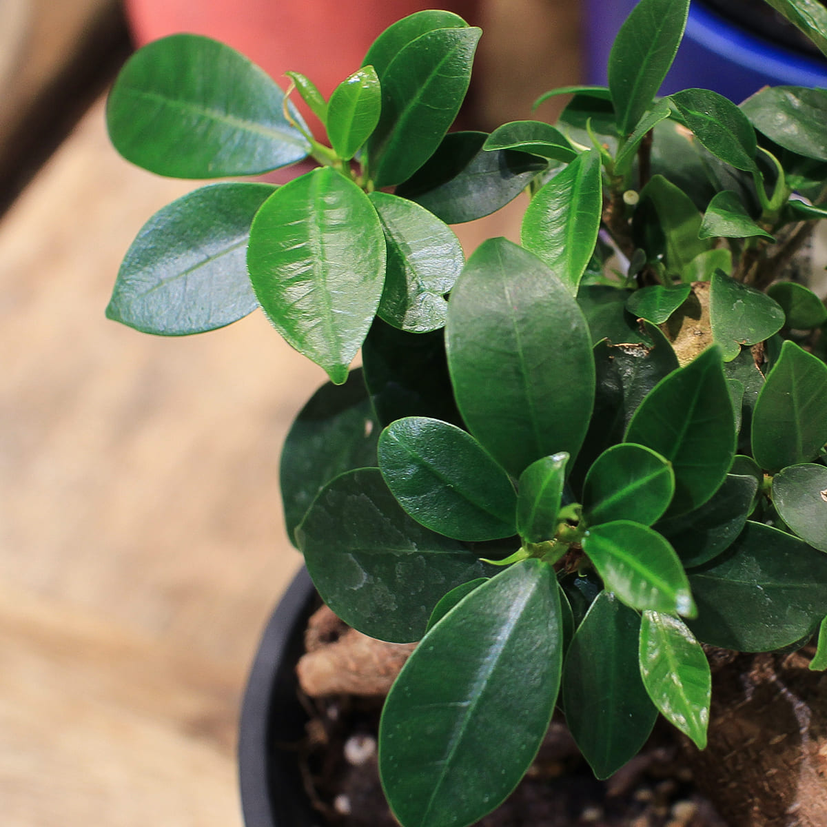 Banyan Tree Bonsai 03 | Medium | Houseplant (with ceramic pot)