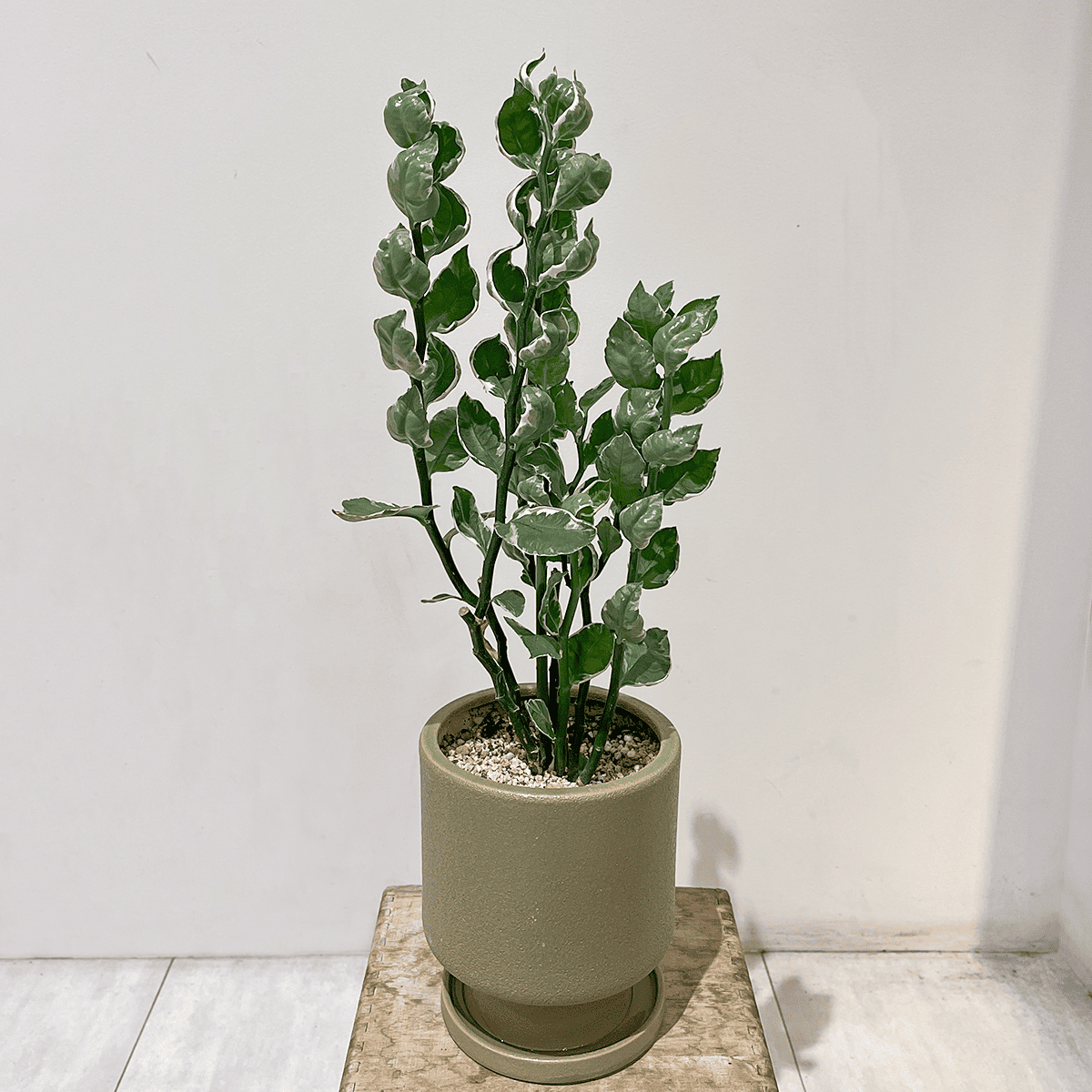 ぺディランサス・ギンリュウ02】中型｜観葉植物 (陶器鉢付) – hanna