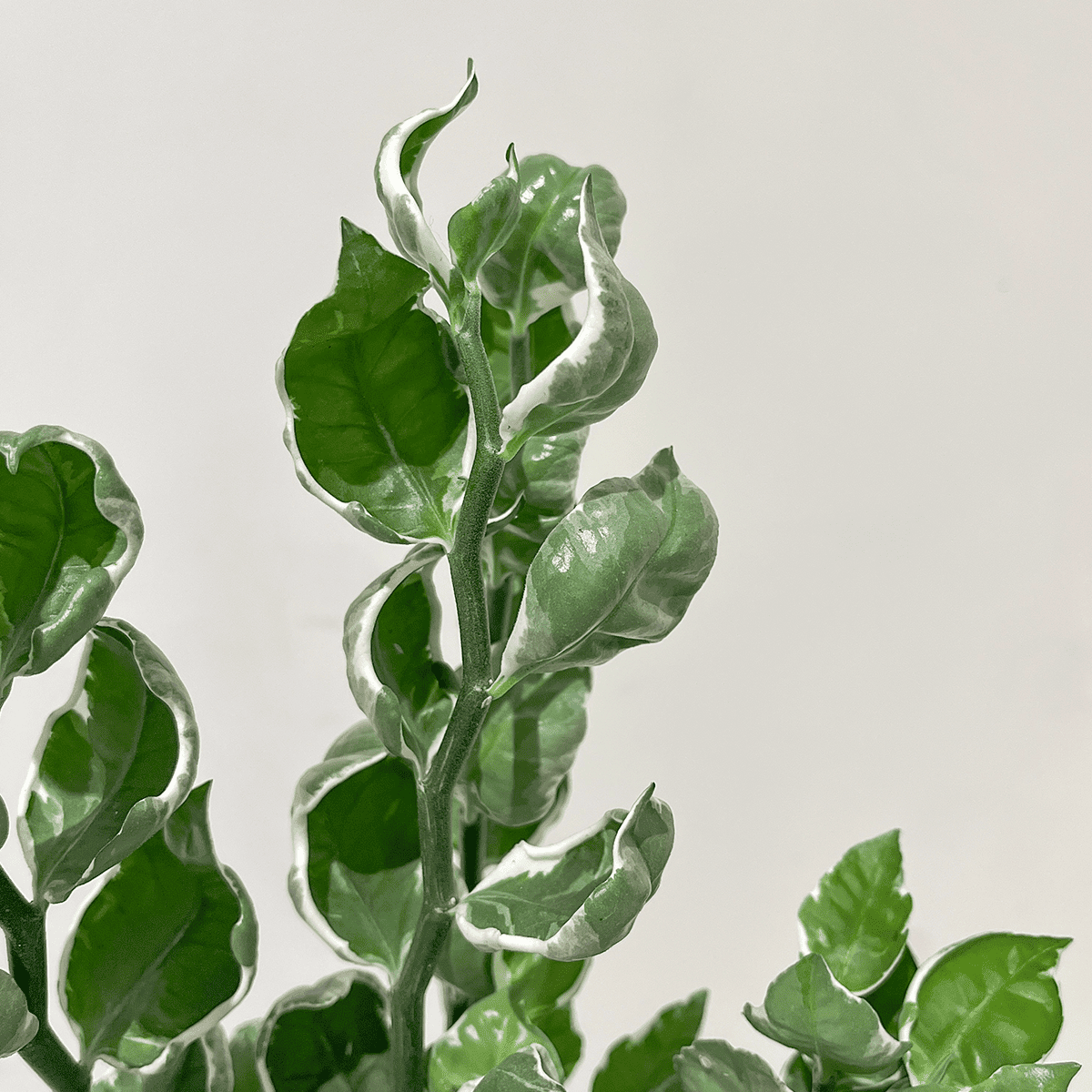 【ぺディランサス・ギンリュウ02】中型|観葉植物 (陶器鉢付)