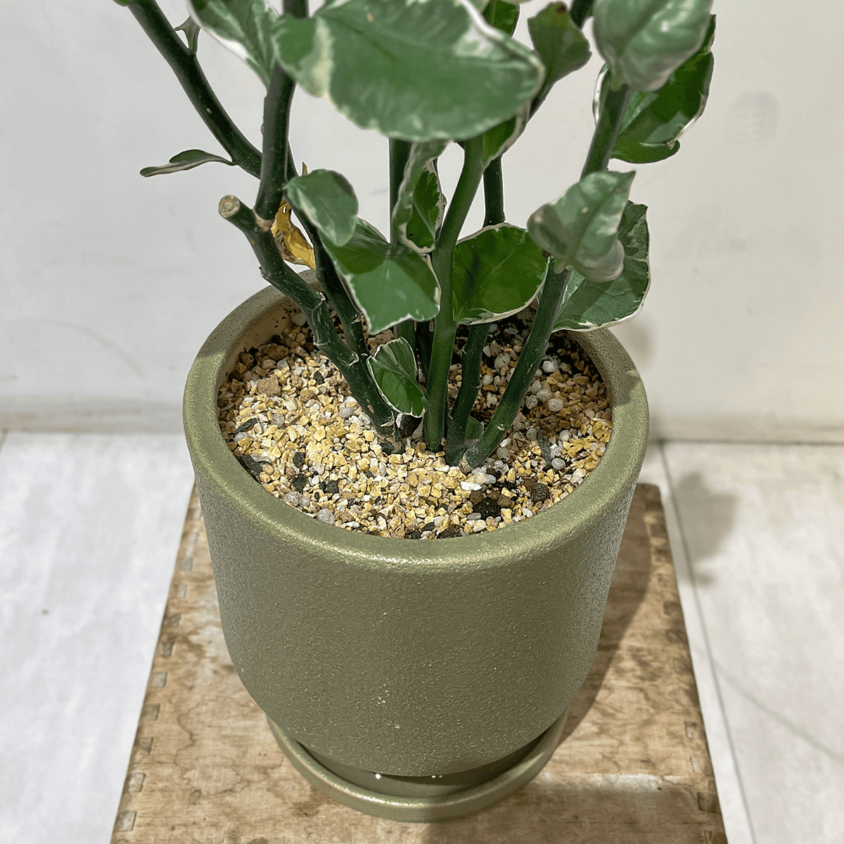 【ぺディランサス・ギンリュウ02】中型|観葉植物 (陶器鉢付)