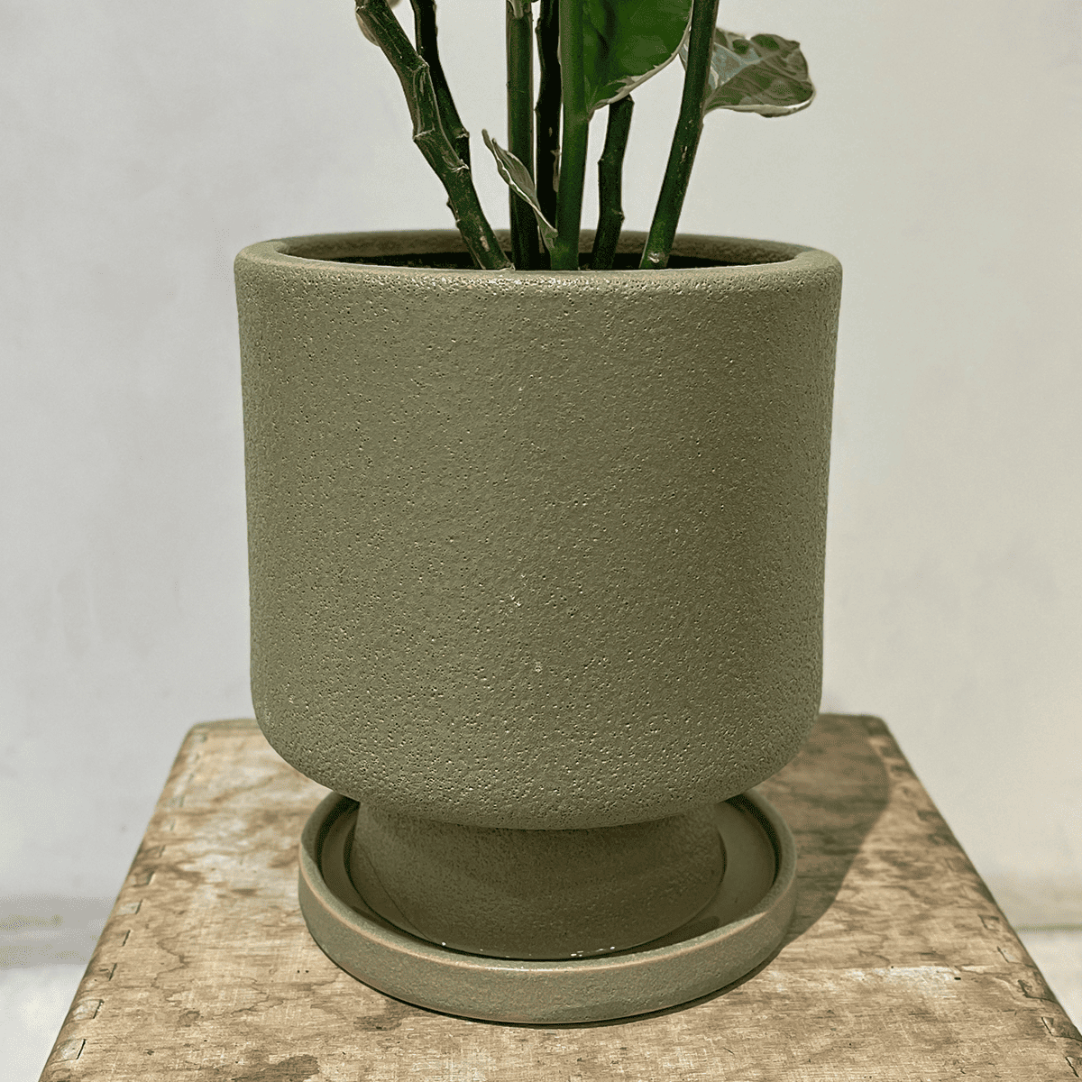 【ぺディランサス・ギンリュウ02】中型|観葉植物 (陶器鉢付)