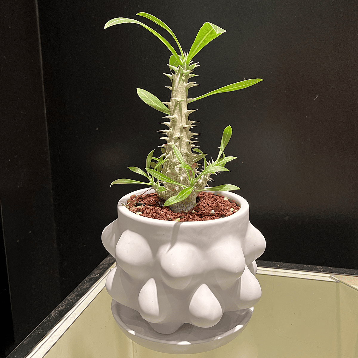 塊根植物（大） パキポディウム ホロンベンセ 陶器鉢 おしゃれ鉢 受皿付き