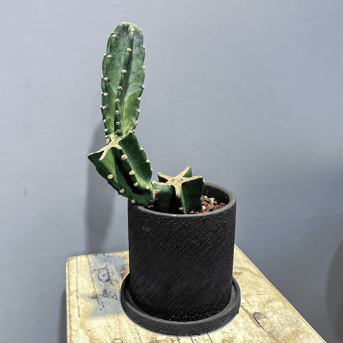 柱サボテン】観葉植物（陶器製鉢付き） – hanna