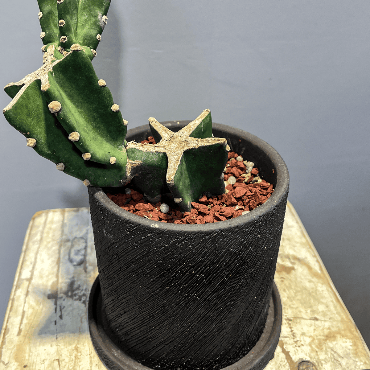 【柱サボテン】観葉植物(陶器製鉢付き)