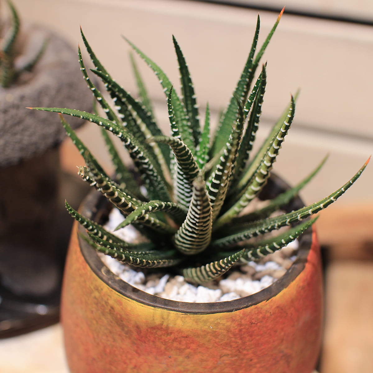 【ハオルチア 十二の巻錦】観葉植物 (陶器鉢付き)