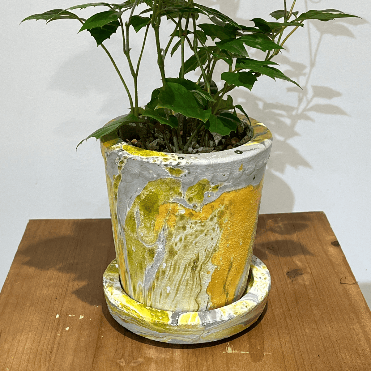 【グレープ アイビー】観葉植物 (陶器鉢付き)