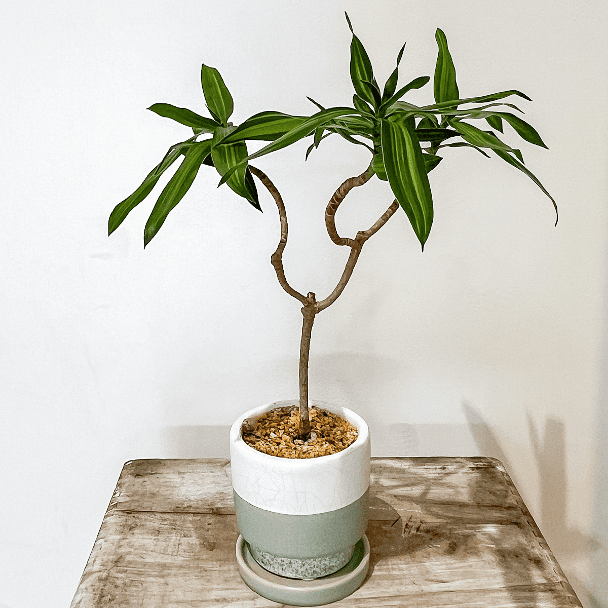 ドラセナ・ソング オブ ジャマイカ】陶器鉢付き｜ 観葉植物の
