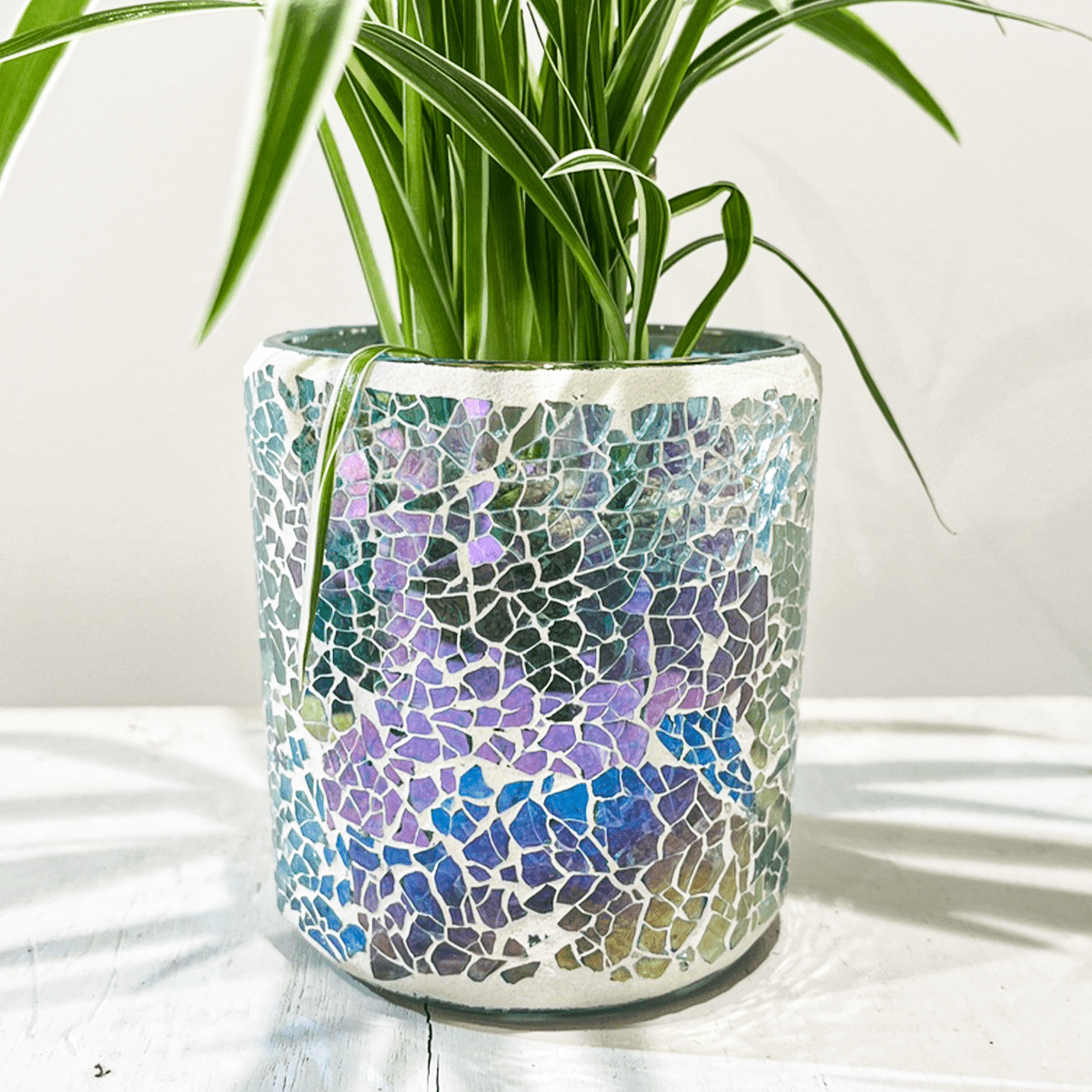 【オリヅルラン】ガラスモザイクの陶器鉢付｜テーブルサイズ｜観葉植物