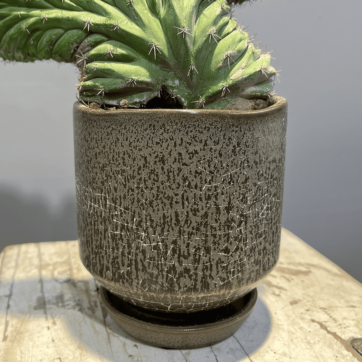 【サボテン・雷神閣 綴化(モンスト)】観葉植物(陶器製鉢付き)