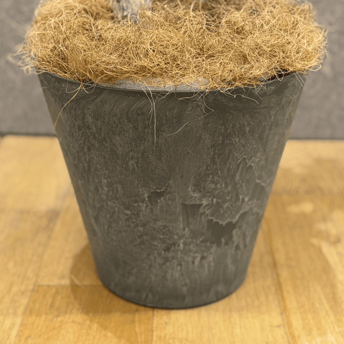 【ユーフォルビア 魔界麒麟 綴化(まかいきりん せっか)】中型|観葉植物(プラスチック製鉢カバー付き)