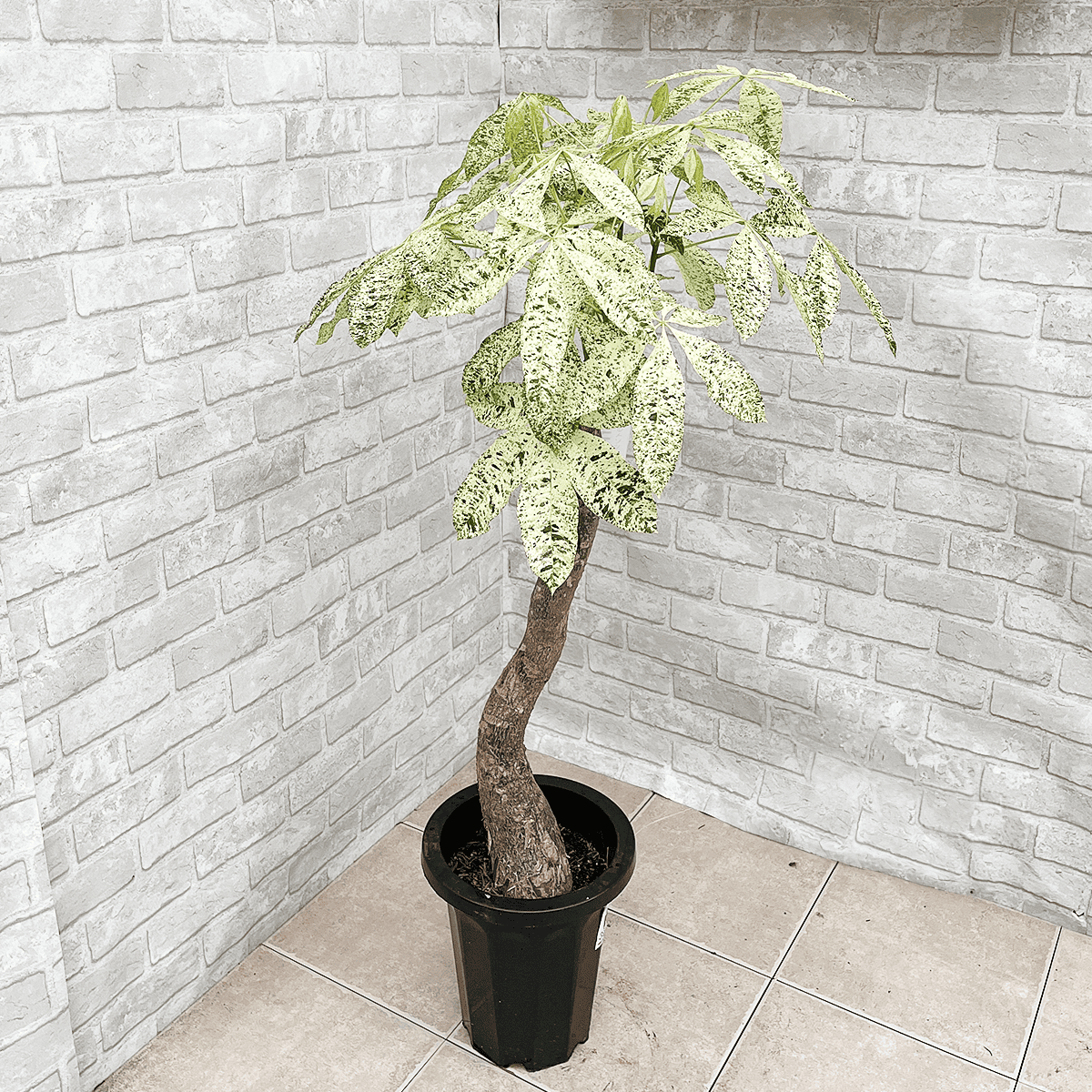 パキラ・ミルキーウェイ曲がり 6寸 斑入り 接ぎ木 観葉植物001 【公式 パキラ・ミルキーウェイ曲がり 6寸 斑入り 接ぎ木 観葉植物001 【公式