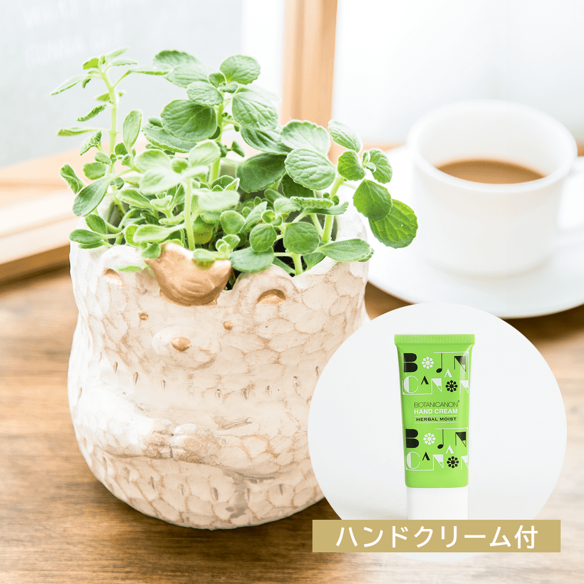 母の日のプレゼント】観葉植物 アロマティカス 鉢物 花屋の通販 贈り物