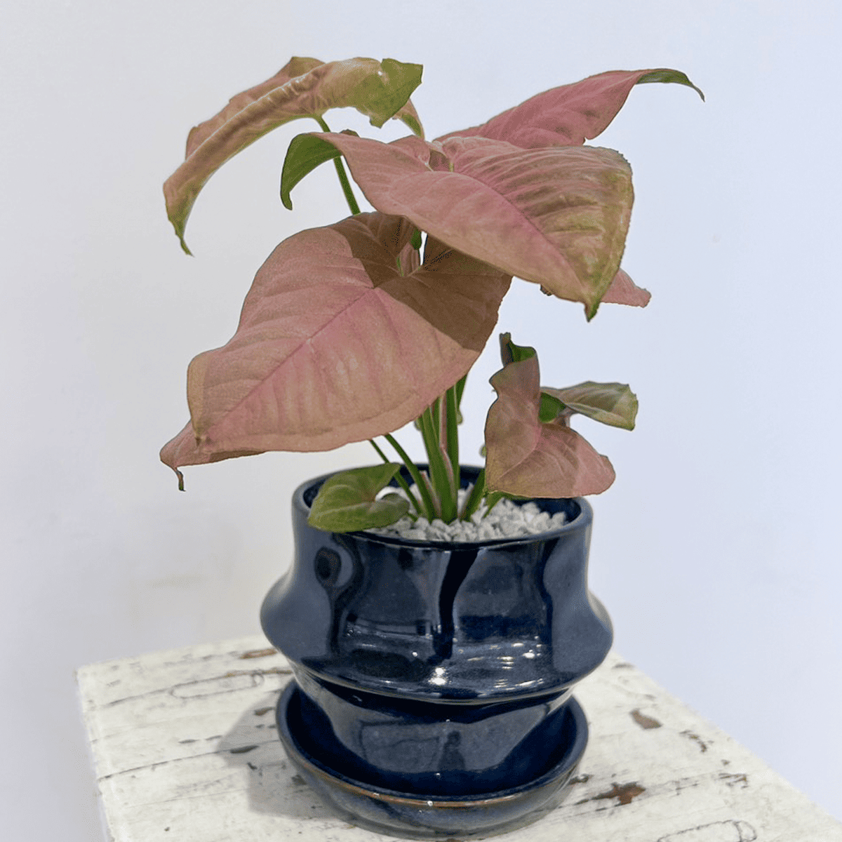 【シンゴニウム・ネオン】陶器鉢入り|観葉植物