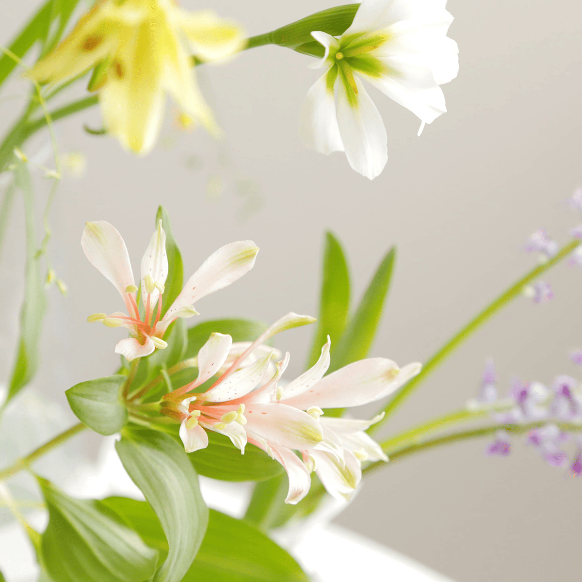 【季節のオーガニックフラワー】無農薬で栽培した季節のお花をお届けします《三宅花卉園さん》
