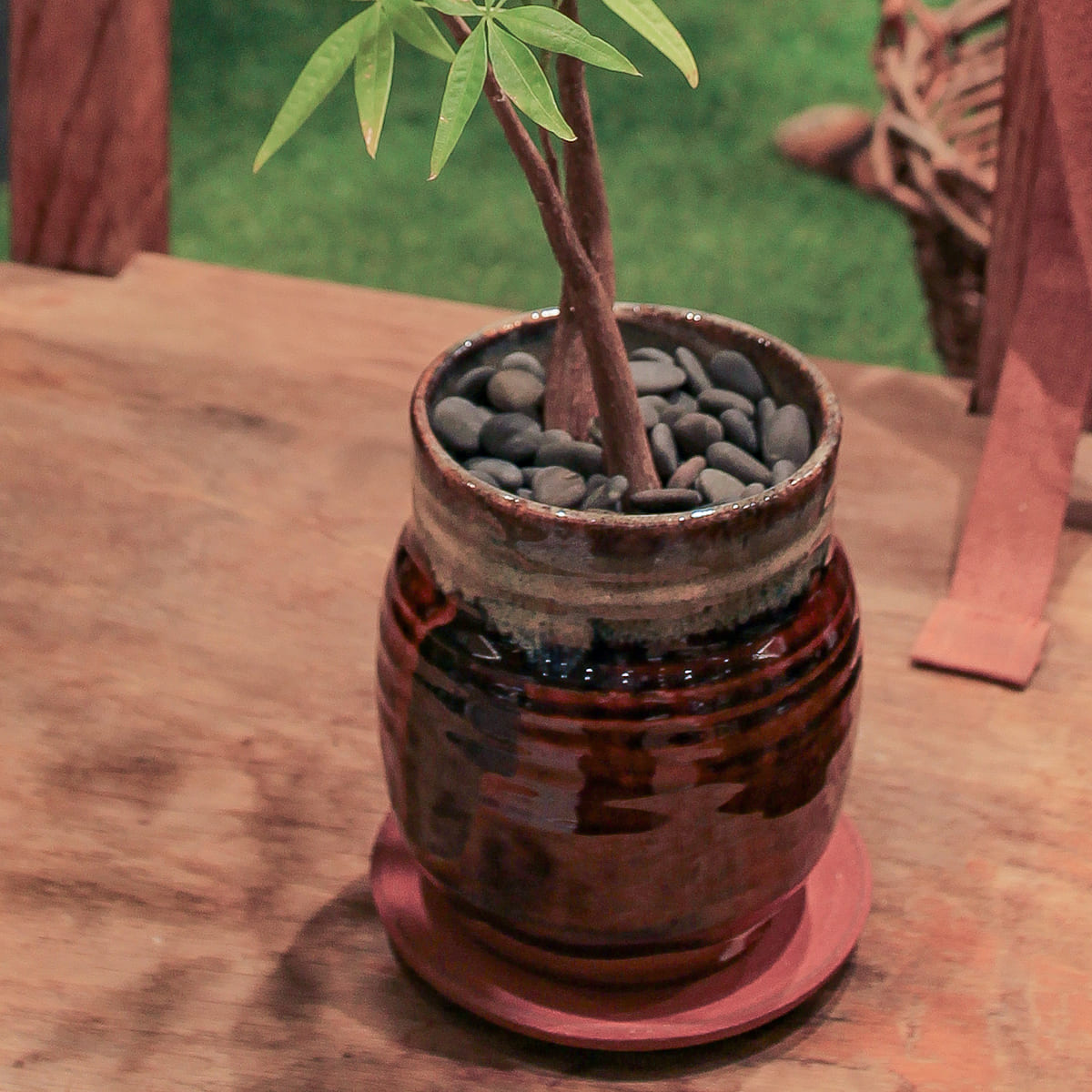 【パキラ】観葉植物 (陶器鉢付き)