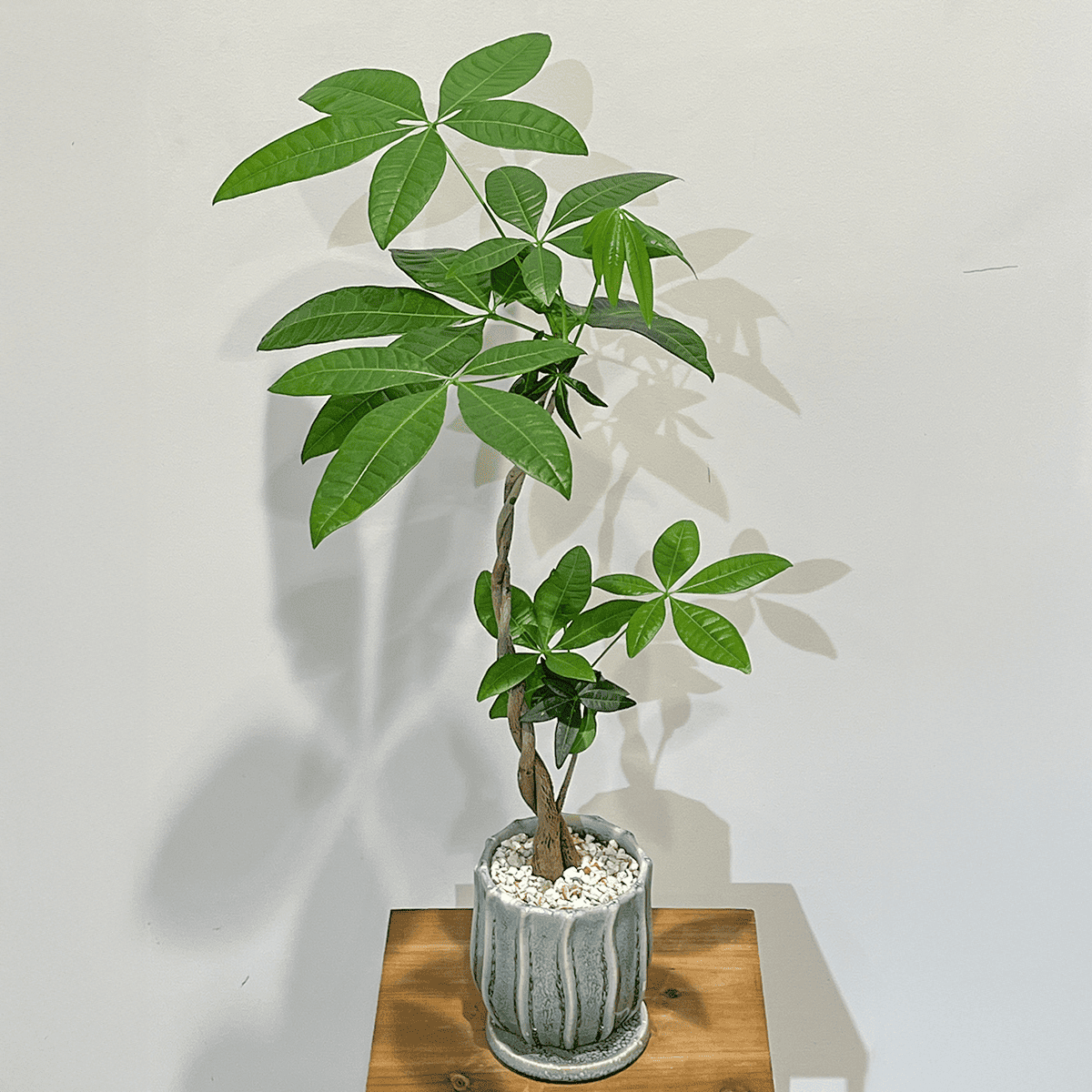 パキラ 編み込み幹 植物 編み込みパキラ】観葉植物 (陶器鉢付き)｜観葉植物の通販サイト – hanna