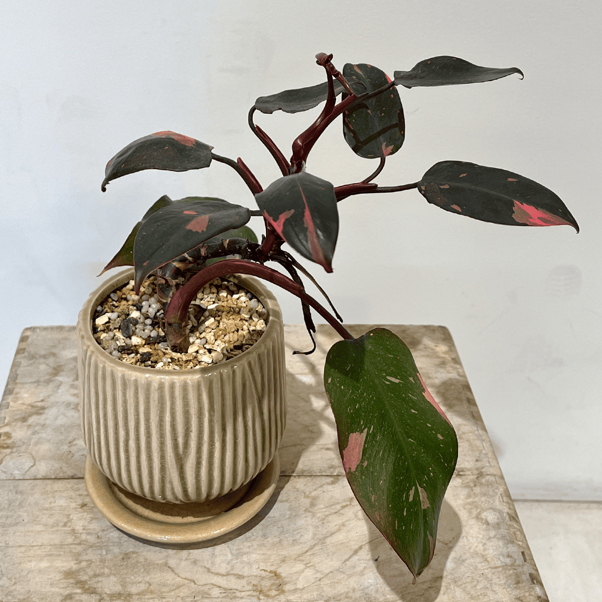 フィロデンドロン ピンクプリンセス】観葉植物 (陶器鉢付き)|観葉植物 フィロデンドロン ピンクプリンセス】観葉植物 (陶器鉢付き)|観葉植物