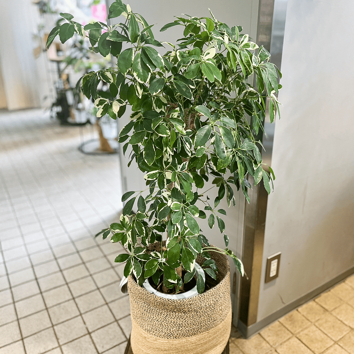 シェフレラ】斑入り|観葉植物 – hanna シェフレラ】斑入り|観葉植物 – hanna