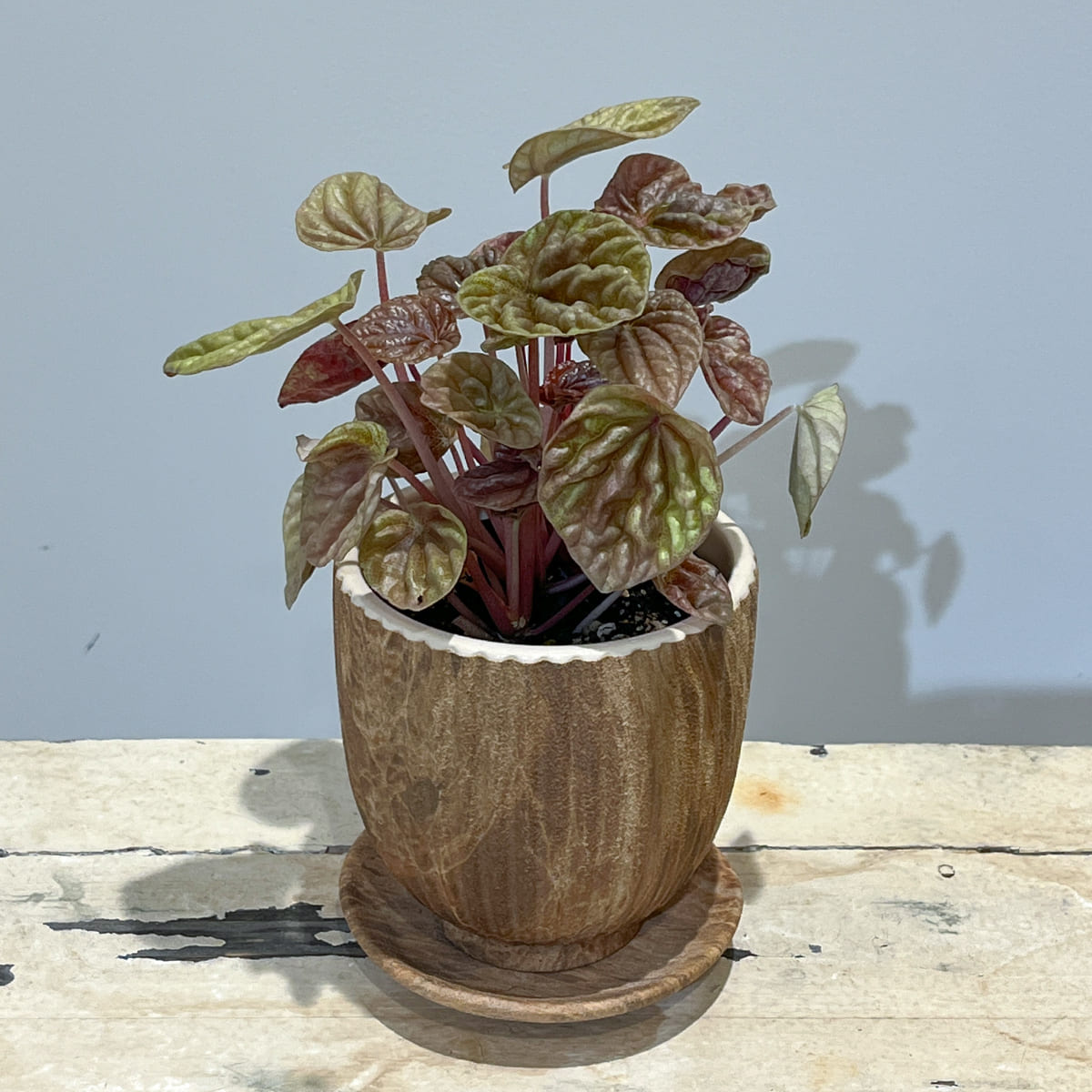 【植木鉢】マットな質感の木目調・陶器鉢(受け皿付き)