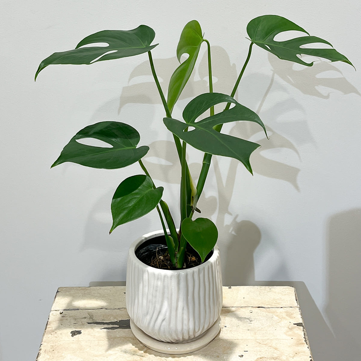 【植木鉢】波打つような縦の彫り模様を施した丸みのある陶器鉢 全2色(ブルーグレー/ホワイト)(受け皿付き)
