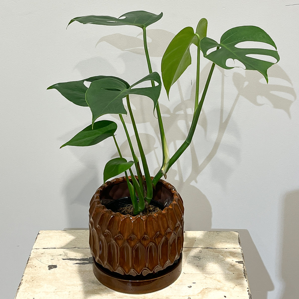 【植木鉢】幾何学模様の浮彫タイプ・陶器鉢(受け皿付き)