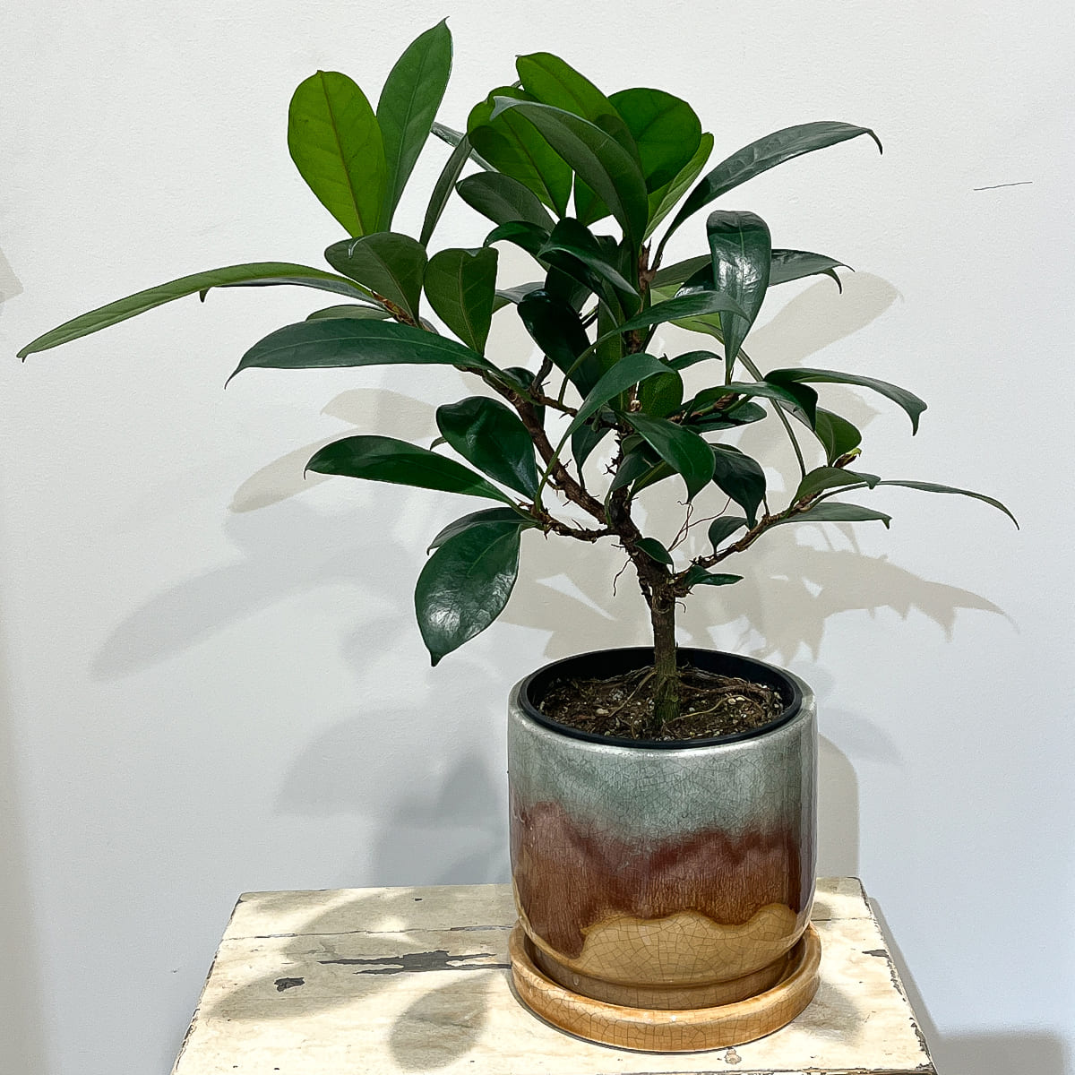 【植木鉢】釉薬のグラデーションが美しい陶器鉢 全2色 Mサイズ(ブラウン/ブラック)(受け皿付き)