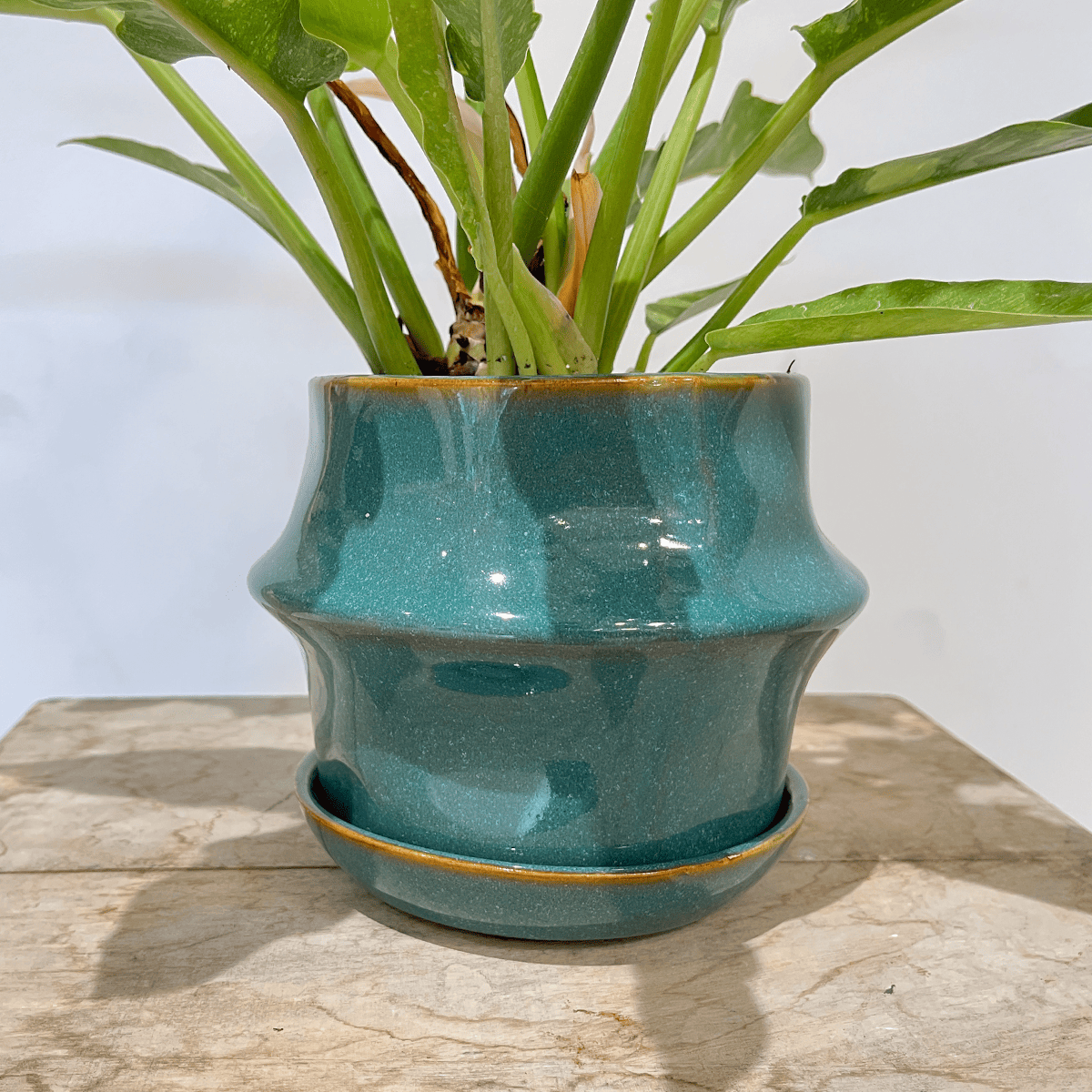 【フィロデンドロン リング・オブ・ファイア】観葉植物 (陶器鉢付き)