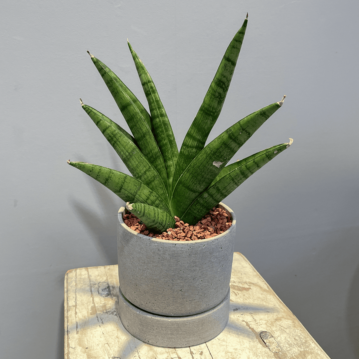 サンスベリア・インディ】観葉植物 (セメント鉢付き) – hanna サンスベリア・インディ】観葉植物 (セメント鉢付き) – hanna