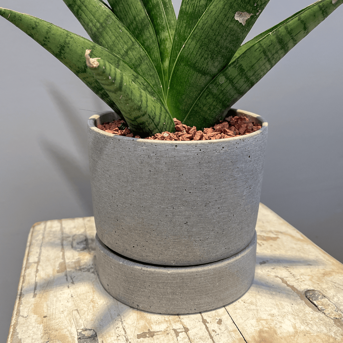 【サンスベリア・インディ】観葉植物 (セメント鉢付き)