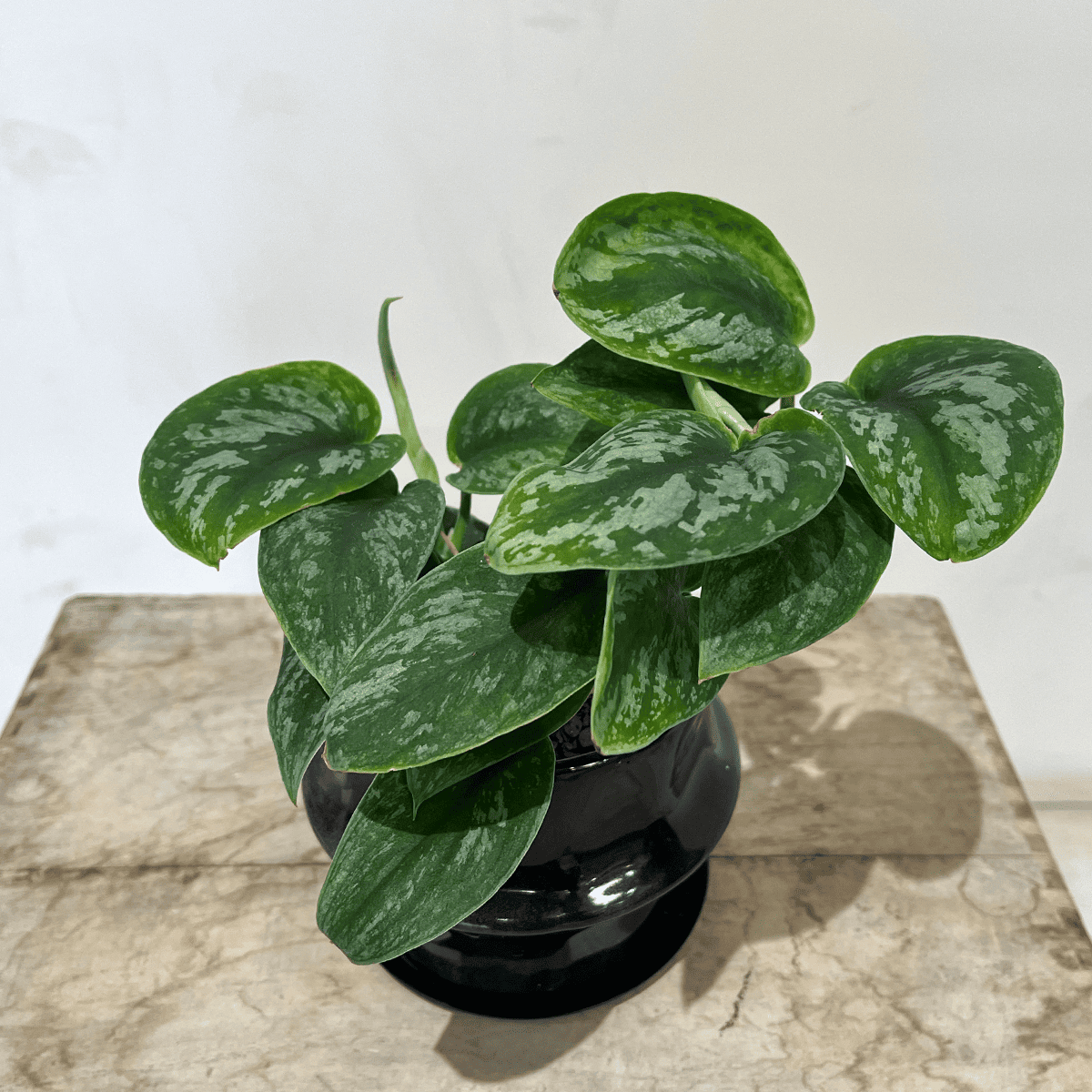 スキンダプサス】観葉植物 (陶器鉢付き) – hanna スキンダプサス】観葉植物 (陶器鉢付き) – hanna