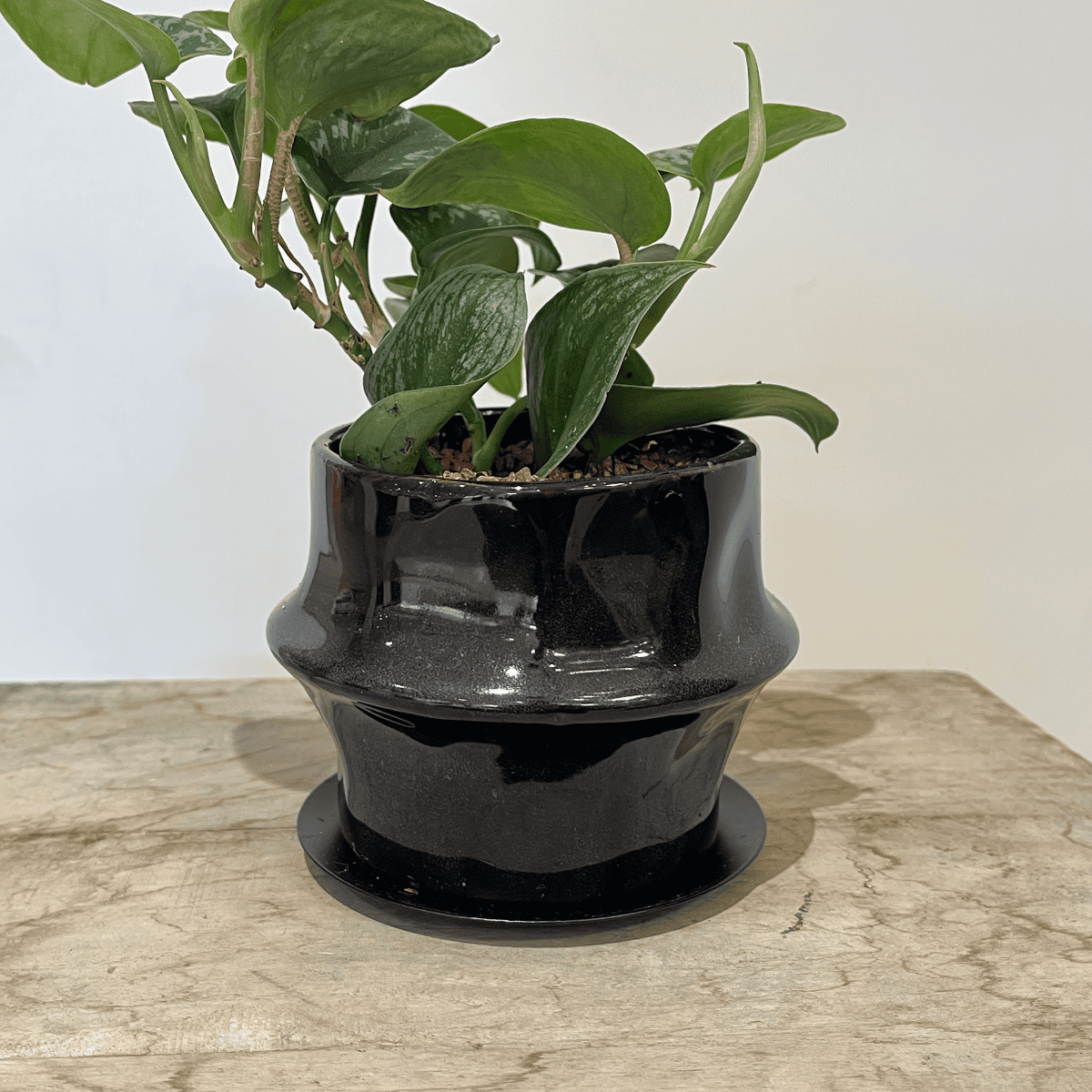 【スキンダプサス】観葉植物 (陶器鉢付き)